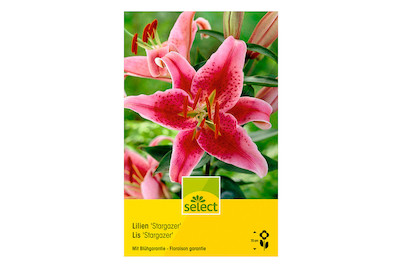 Image of select Orient Hybriden Stargazer karminrosa mit weiss bei JUMBO