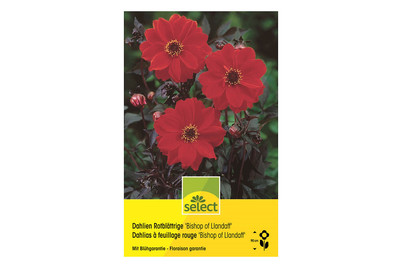 Image of select Dahlien Bishop of Llandaff rot bei JUMBO