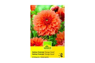Image of select Dahlie Orange Fubuki bei JUMBO