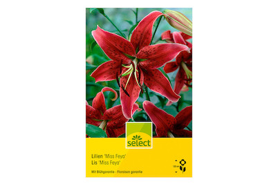 Image of select Orient Hybriden Miss Feya dunkelrot gepunkteten Blüten bei JUMBO