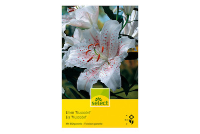 Image of select Orient Hybriden Muscadet weiss mit dunkelrosa Tupfen bei JUMBO