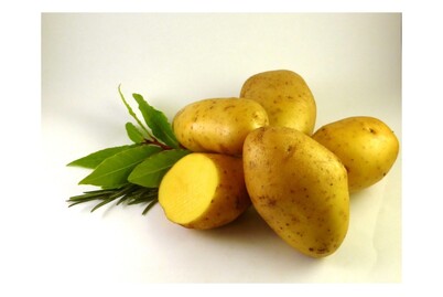 Image of Saatkartoffeln Agria 2.5 kg