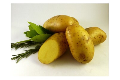Image of Saatkartoffeln Nicola 2.5 kg