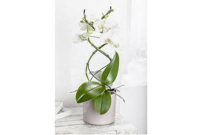 Image of Formorchidee 'Twister', Topfgrösse Ø12cm (Phalaenopsis 'Twister') bei JUMBO