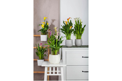 Image of Zimmercalla, Topfgrösse Ø17cm (Zantedeschia aethiopica) bei JUMBO