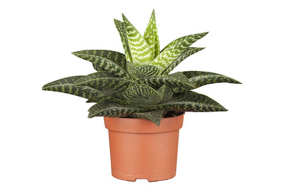 Image of Gasterie 'Apollo', Topfgrösse Ø10,5cm (Gasteria 'Apollo') bei JUMBO