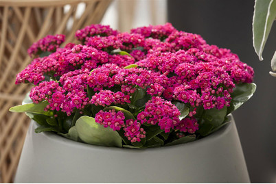 Image of Flammendes Käthchen, Topfgrösse Ø10,5cm (Kalanchoe blossfeldiana, pink) bei JUMBO