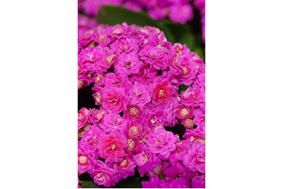 Image of Flammendes Käthchen, Topfgrösse Ø10,5cm (Kalanchoe blossfeldiana gefüllt, pink) bei JUMBO