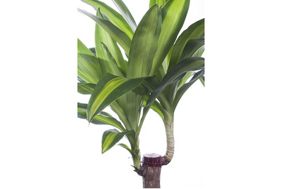 Image of Drachenbaum 'Hawaiian Sunshine', Topfgrösse Ø19cm (Dracaena deremensis 'Hawaiian Sunshine')