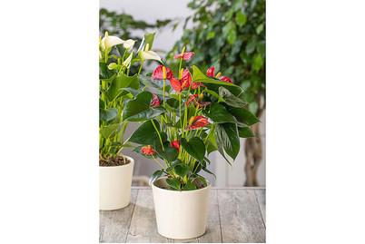 Image of Flamingoblume, Topfgrösse Ø21cm (Anthurium x andreanum, rot) bei JUMBO