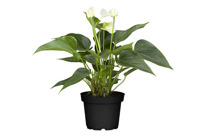 Image of Flamingoblume, weiss, Topfgrösse Ø21cm (Anthurium x andreanum, weiss) bei JUMBO