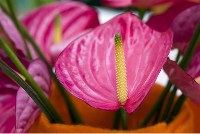 Image of Flamingoblume, Topfgrösse Ø21cm (Anthurium x andreanum, pink) bei JUMBO