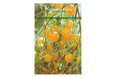 Image of Bio PSR Postkarte TomateGelber Cherry