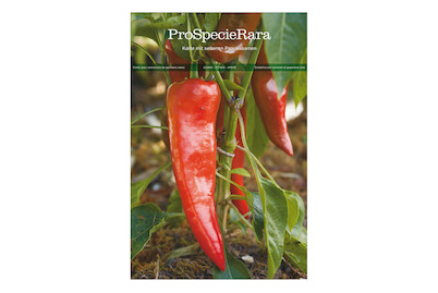 Image of Bio PSR Postkarte Paprika`Corno di bue rosso`