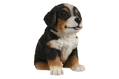 Image of Neogard Berner Sennenhund bei JUMBO