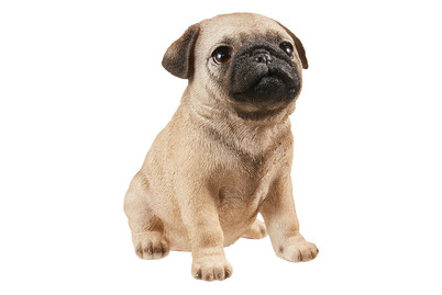 Image of Neogard Mops Welpe bei JUMBO