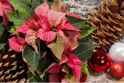 Image of Weihnachtsstern, Topfgrösse Ø13cm (Euphorbia pulcherrima) bei JUMBO