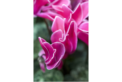 Image of Zimmer-Alpenveilchen, Topfgrösse Ø10,5 cm (Cyclamen persicum 'Fantasia Mix') bei JUMBO