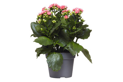 Image of Gefüllt blühende Kalanchoe, Topfgrösse Ø13cm (Kalanchoe blossfeldiana, gefüllt) bei JUMBO
