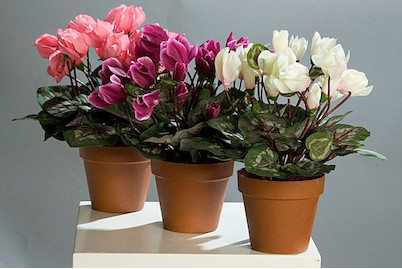 Image of Cyclame bei JUMBO