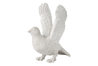 Image of Taube Felix bei JUMBO