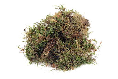 Image of Plattenmoos, getrocknet, Beutel 100g bei JUMBO