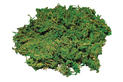 Image of Moos, gereinigt, Beutel 50g bei JUMBO