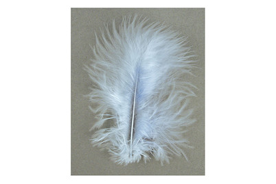 Image of Deko-Feder 8 cm 10 Stück bei JUMBO