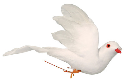 Image of Federtaube, weiss bei JUMBO