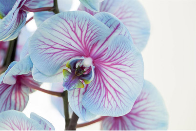 Image of Schmetterlingsorchidee, Topfgrösse Ø12cm (Phalaenopsis, rosa-blau) bei JUMBO