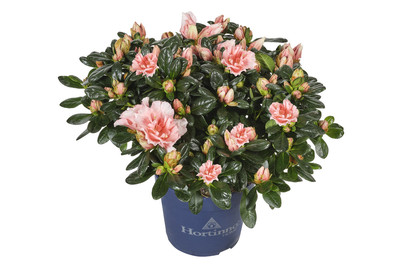Image of Indische Azalee 'Hortinno'®, Topfgrösse Ø12cm (Rhododendron simsii 'Hortinno'®) bei JUMBO