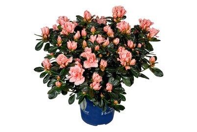 Image of Indische Azalee 'Hortinno'®, Topfgrösse Ø16cm (Rhododendron simsii 'Hortinno'®) bei JUMBO