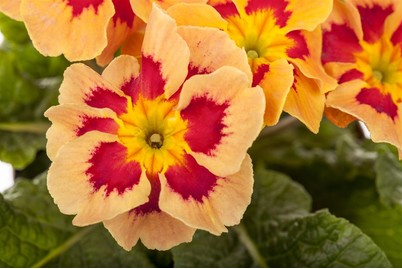 Image of Kissen-Primel (Primula vulgaris, zweifarbig), Topfgrösse Ø10.5cm bei JUMBO