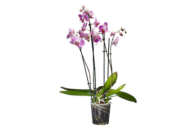 Image of Phalaenopsis 4 Rispig Ø12cm bei JUMBO