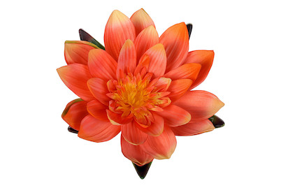 Image of Seerose 19 cm pfirsich bei JUMBO