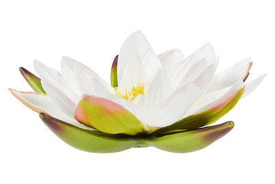 Image of Seerose 19 cm crème bei JUMBO