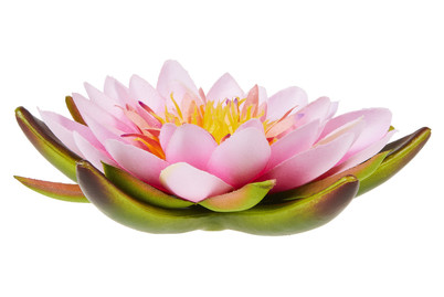 Image of Seerose 12.5 cm pink bei JUMBO