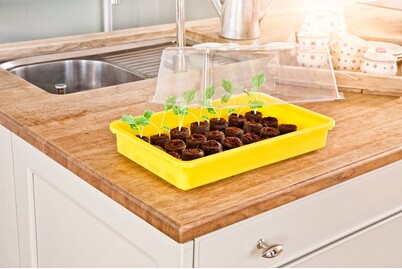 Image of Windhager Saat-Schale 38x24x6 cm bei JUMBO