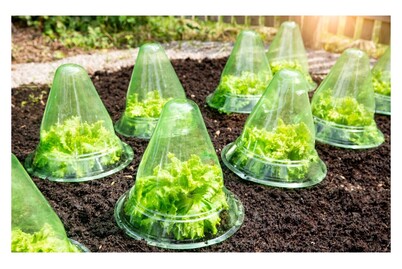 Image of Windhager Pflanzenhut 10 Stück bei JUMBO