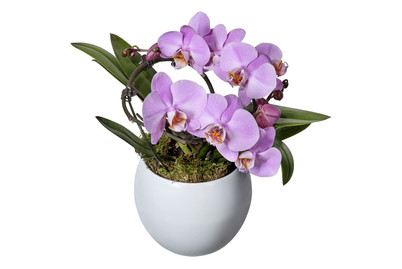 Image of Schmetterlingsorchidee 'Angel', Topfgrösse Ø12cm (Phalaenopsis multiflora 'Angel') bei JUMBO