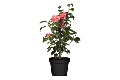 Image of Kamelie(Camellia), Topfgrösse Ø19cm bei JUMBO