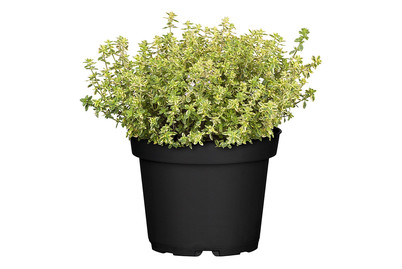 Image of Gold-Thymian 'Aureus' (Thymus x citriodorus 'Aureus') Ø13cm bei JUMBO