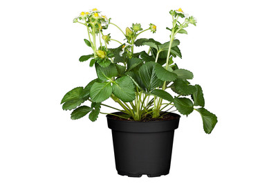 Image of Garten-Erdbeere (Fragaria x ananassa), 40X13cm bei JUMBO