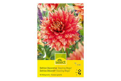 Image of select Dahlien Dazzling Magic gelb mit orange bei JUMBO