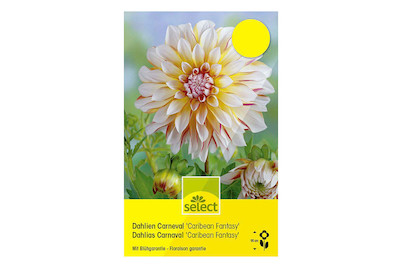 Image of select Dahlien Carneval Caribean Fantasy weiss mit rot gelb bei JUMBO