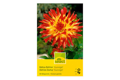 Image of select Kaktus-Dahlie Vuurvogel gelb mit rot bei JUMBO