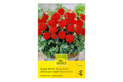 Image of select Topf Dahlien Melody Bolero rot bei JUMBO