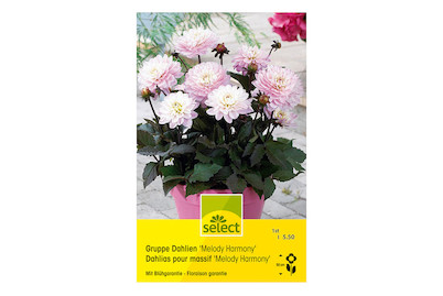 Image of select Topf Dahlien Melody Harmony rosa bei JUMBO