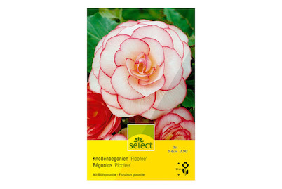 Image of Select Knollenbegonien gefüllt Picotée weiss rosa bei JUMBO