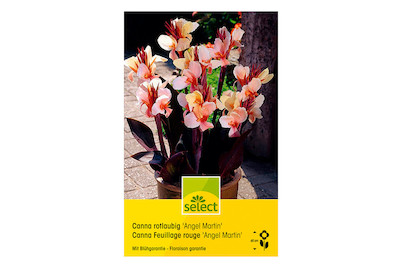 Image of select Indisches Blumenrohr (Canna-Indica-Hybriden) Angel Martin rotblättrig gelb/rosa bei JUMBO